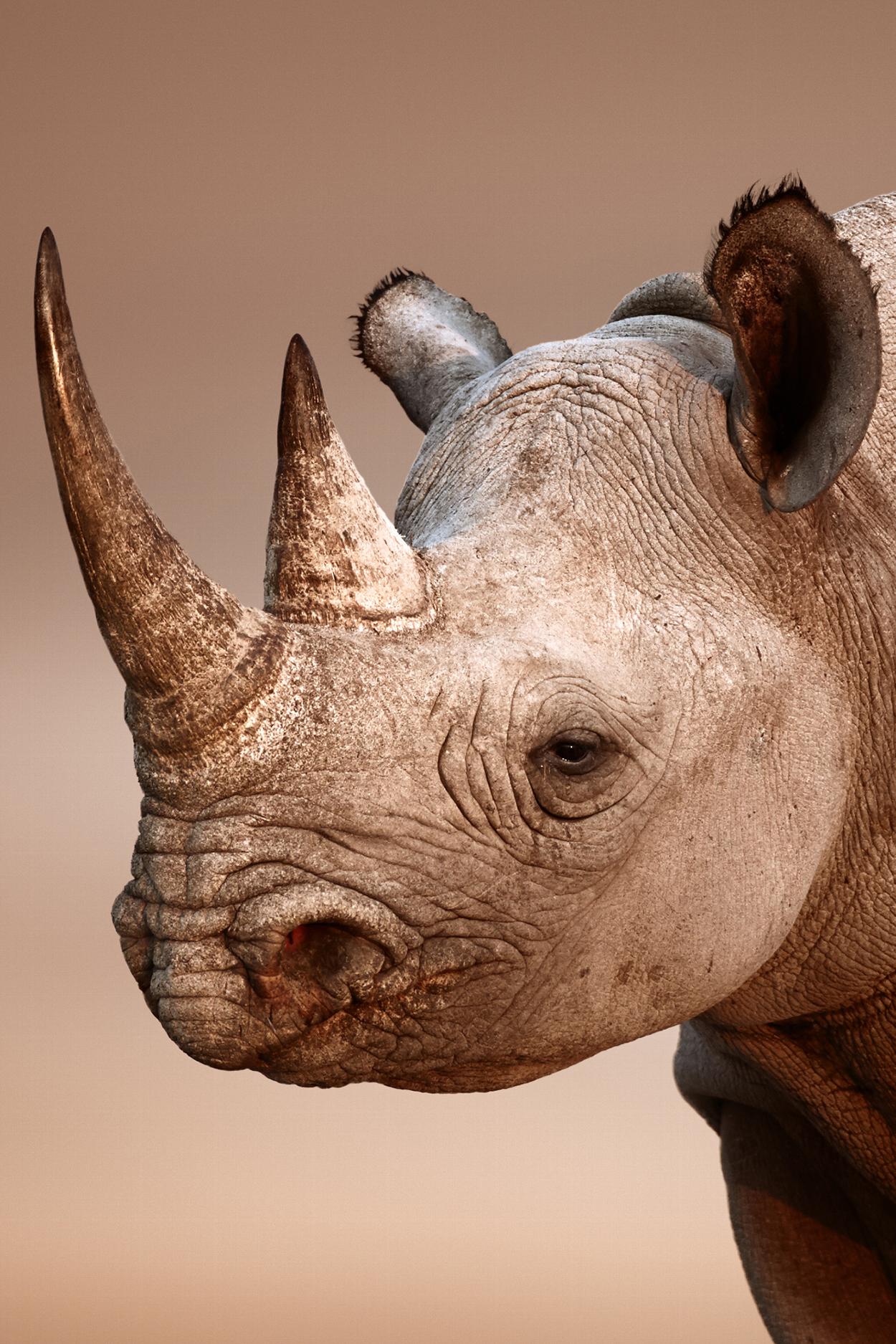 Black Rhinoceros in South Africa